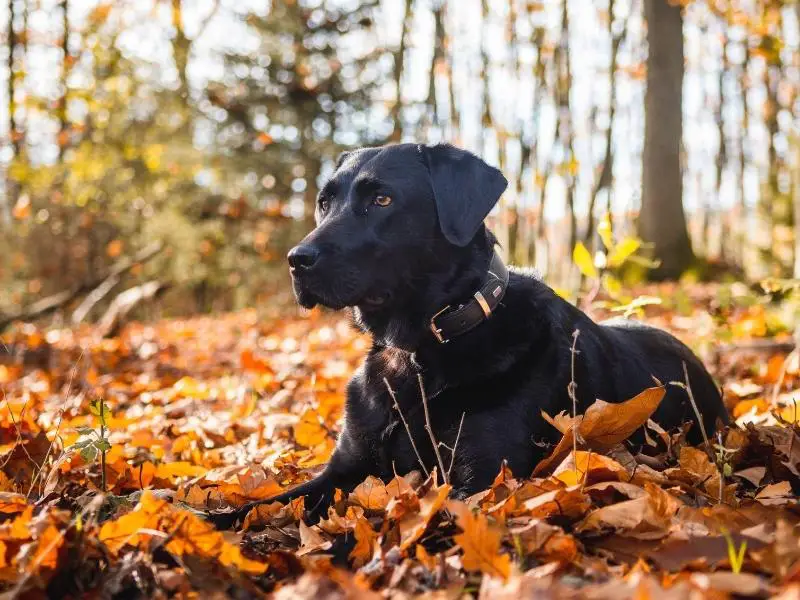 Sporting dog breed: Labrador retriever