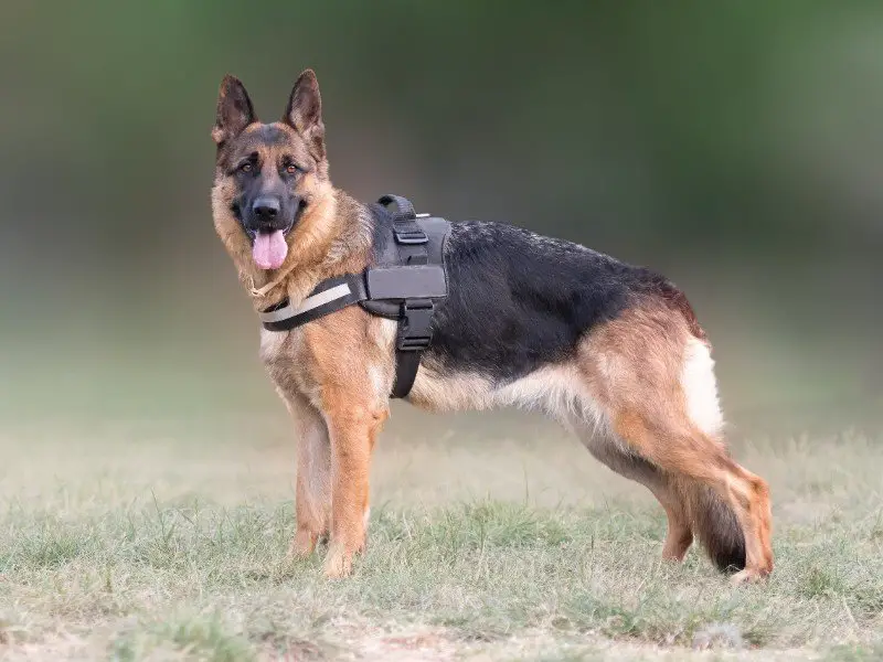 Purebred German shepherd dog standing in a field