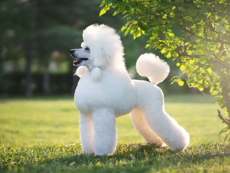 Poodle purebred dog standing on the grass