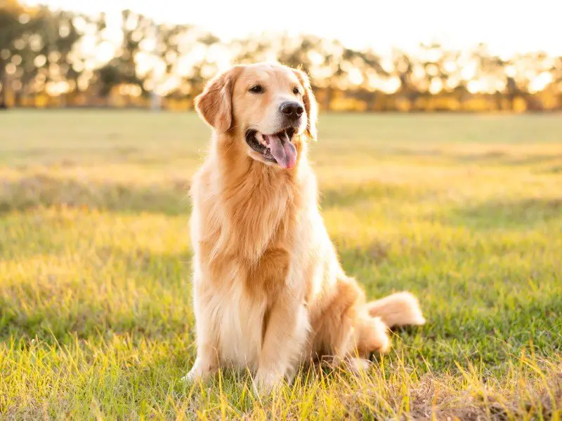 Purebred dogs: a golden retriever