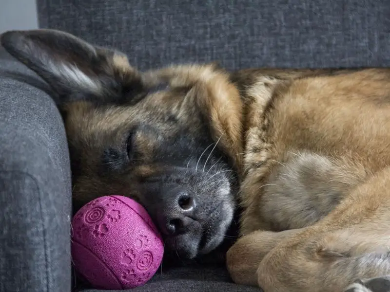 German shepherd sleeping with a toy