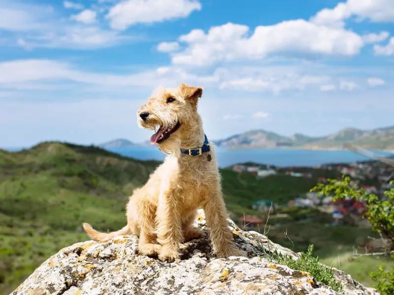 Terrier breed: Airedale terrier