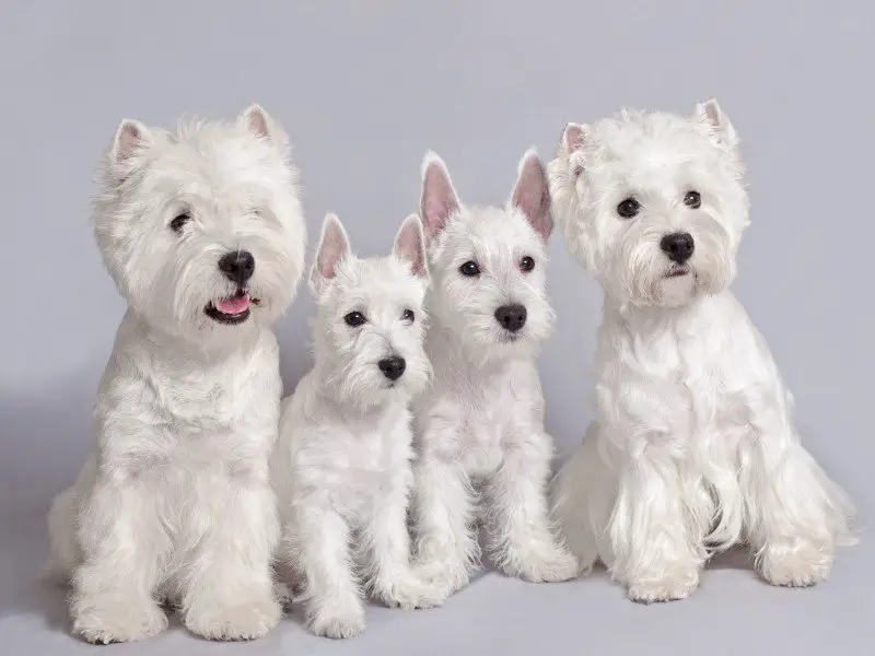 Terrier breeds: West Highland white terriers