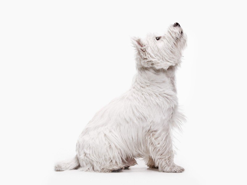 Terrier dog breed: West Highland white terrier