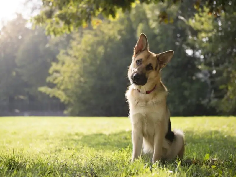 young German shepherd sitting under the tree