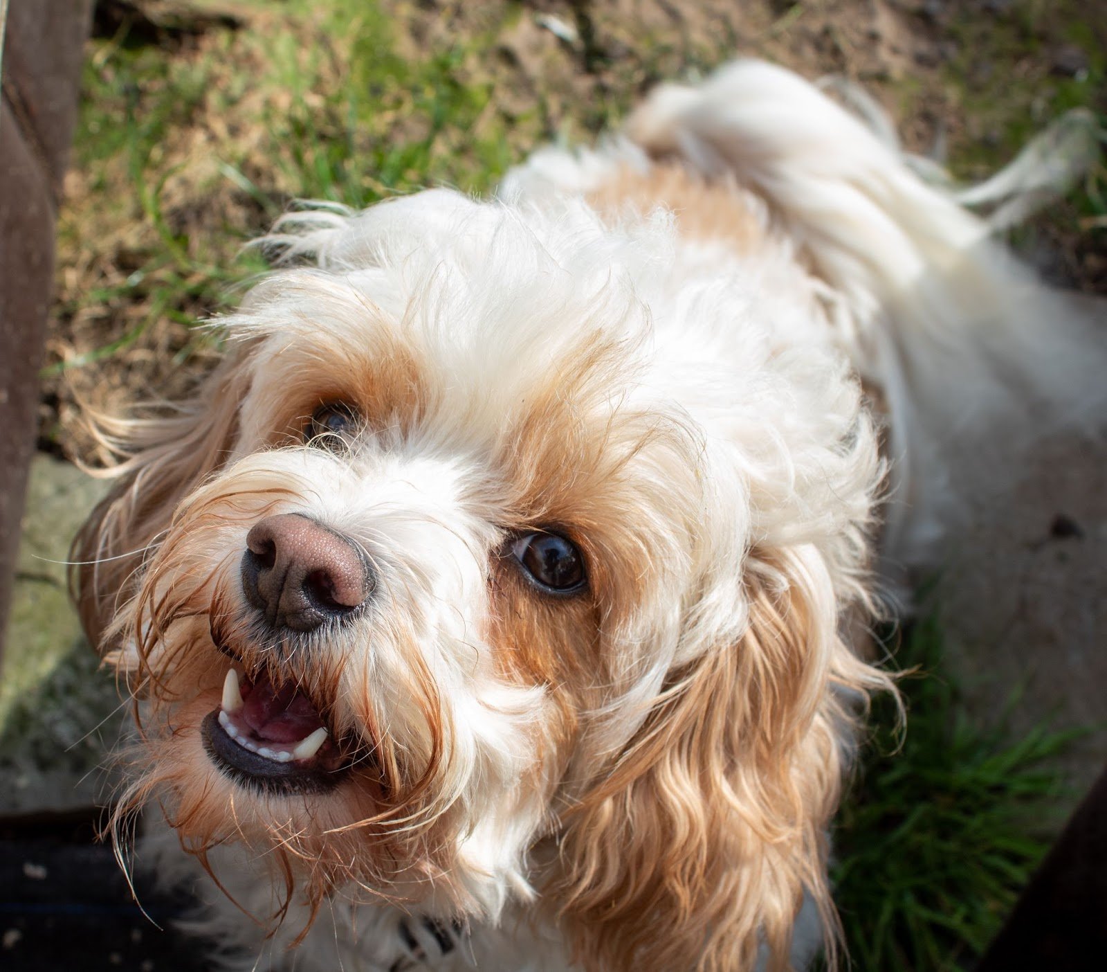 how often should i feed my cavachon puppy