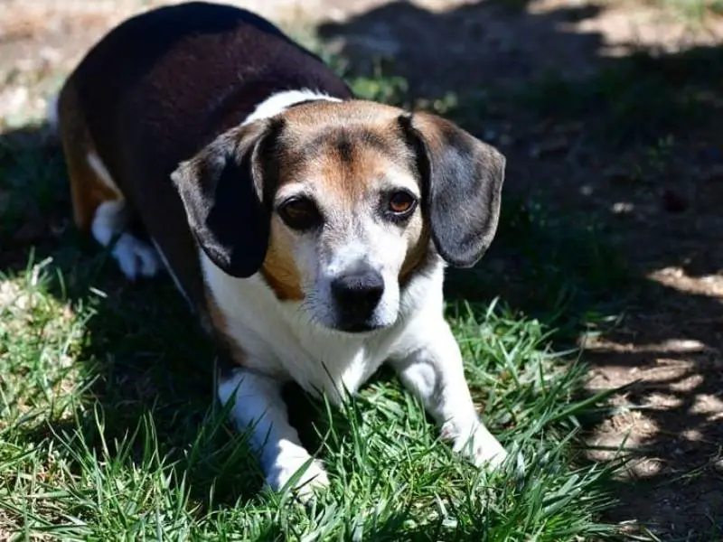 Beagle Chihuahua Mix appearance