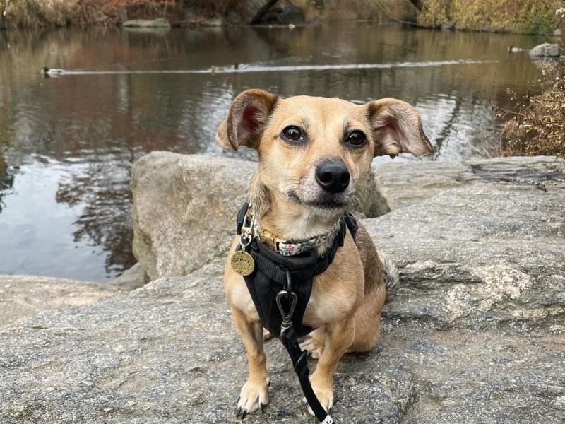 Beagle Chihuahua Mix personality