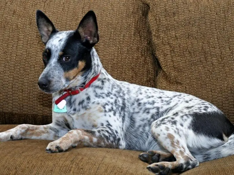 Blue Heeler Rat Terrier