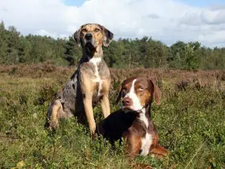 Catahoula Leopard Dog