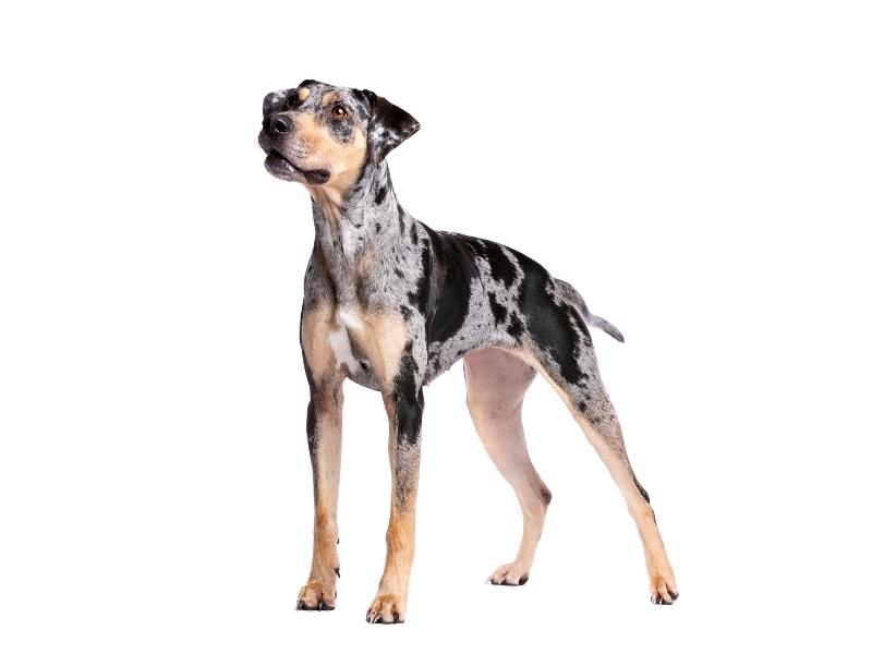 Catahoula Leopard Dog appearance