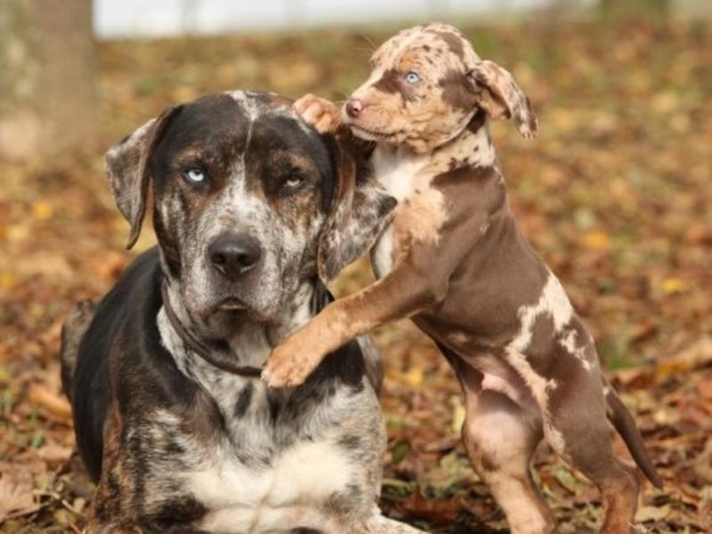 Catahoula Leopard Dog mom and puppy