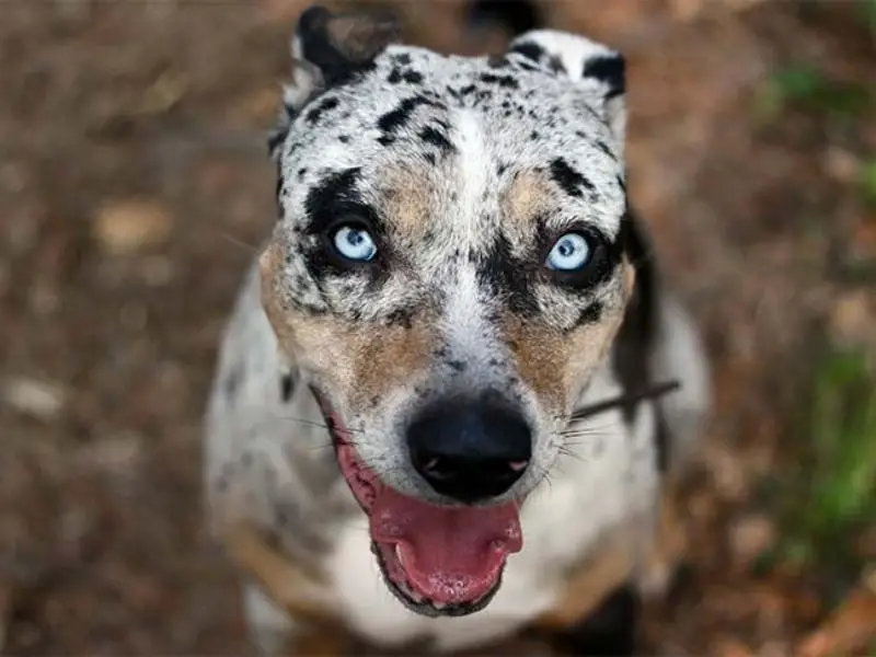 Catahoula Leopard Dog personality