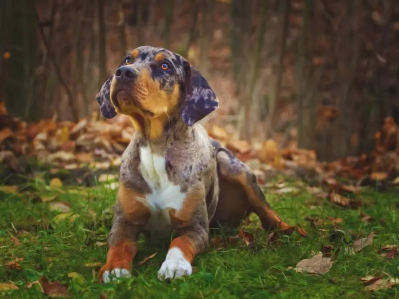 Catahoula Leopard Dog puppy