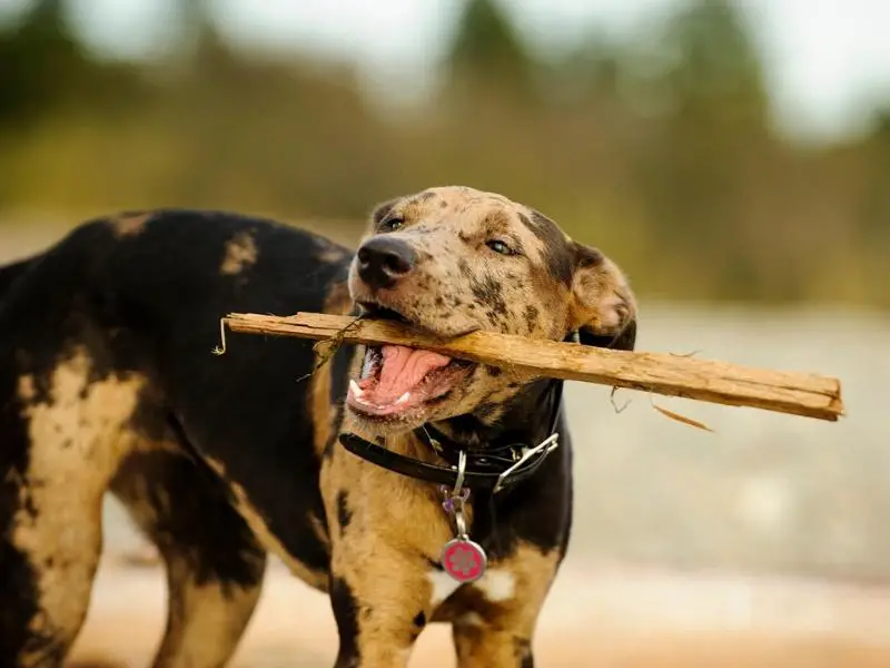 Catahoula Leopard Dog training