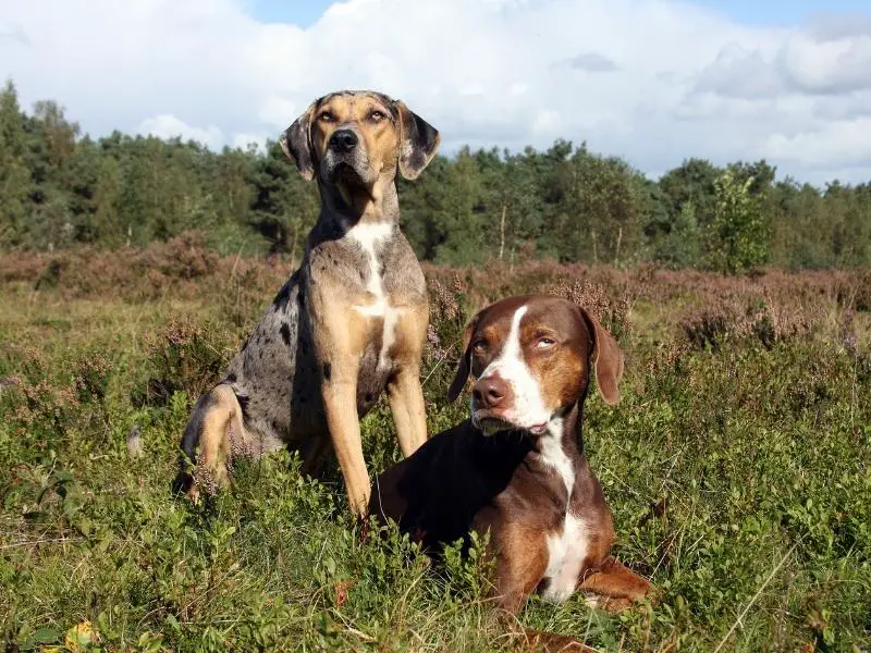 are catahoulas friendly dogs