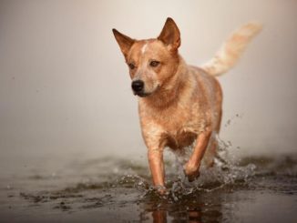 Corgi Dachshund Mix Breed