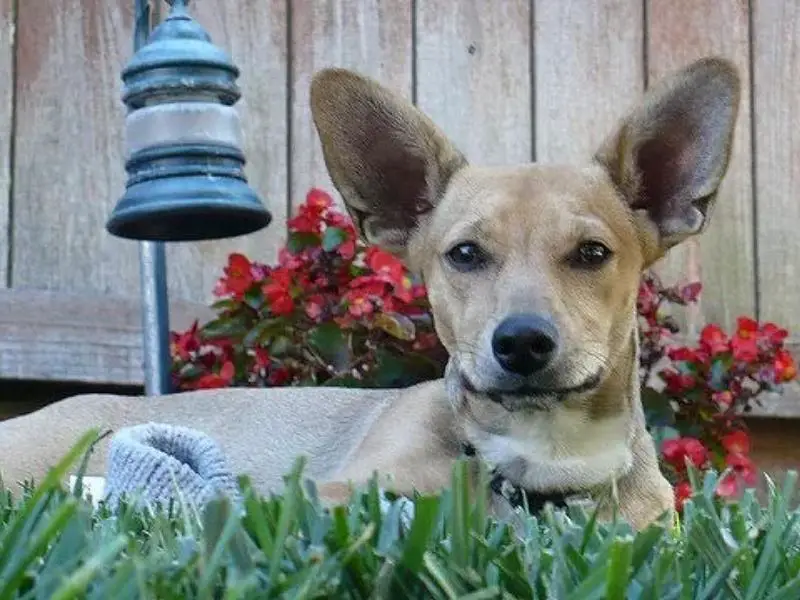 Corgi Dachshund Mix Care