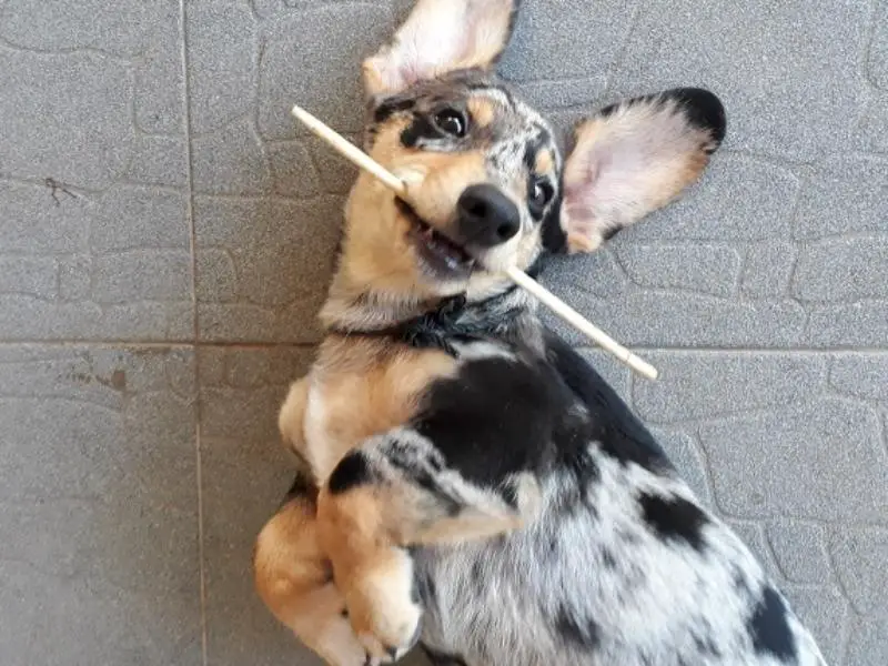 Corgi Dachshund Mix Personality