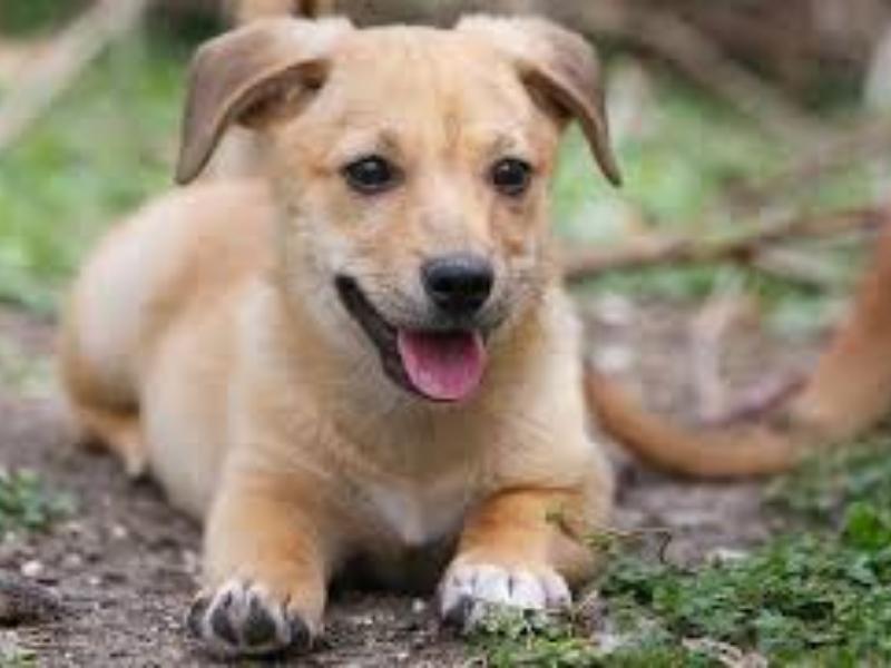 Corgi Dachshund Mix Price