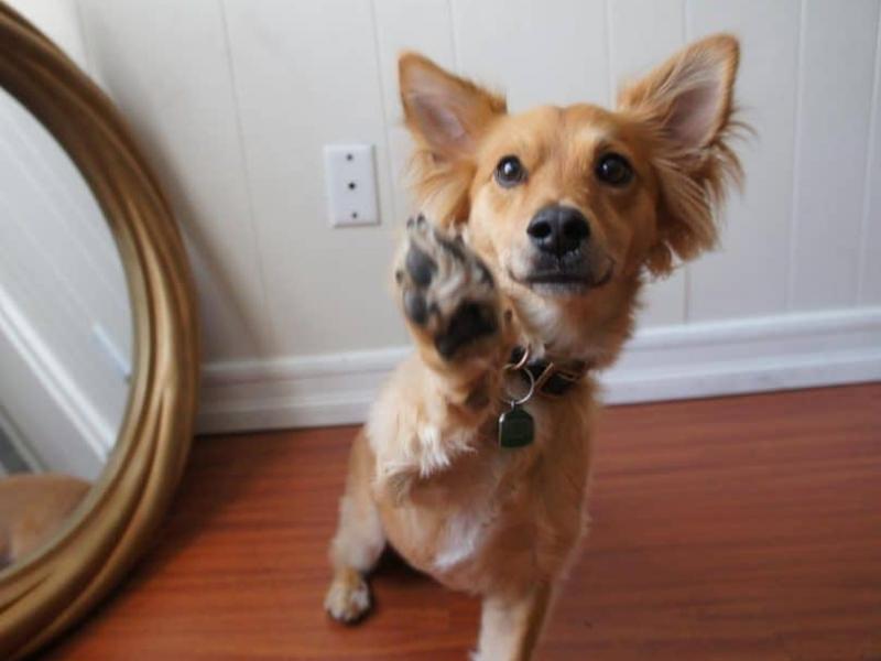 Corgi Dachshund Mix Training