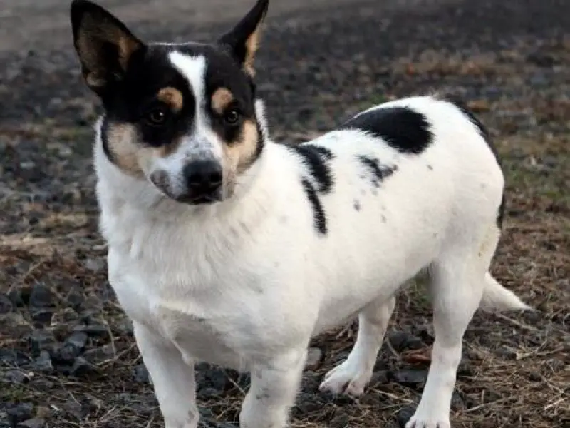 Corgi Terrier