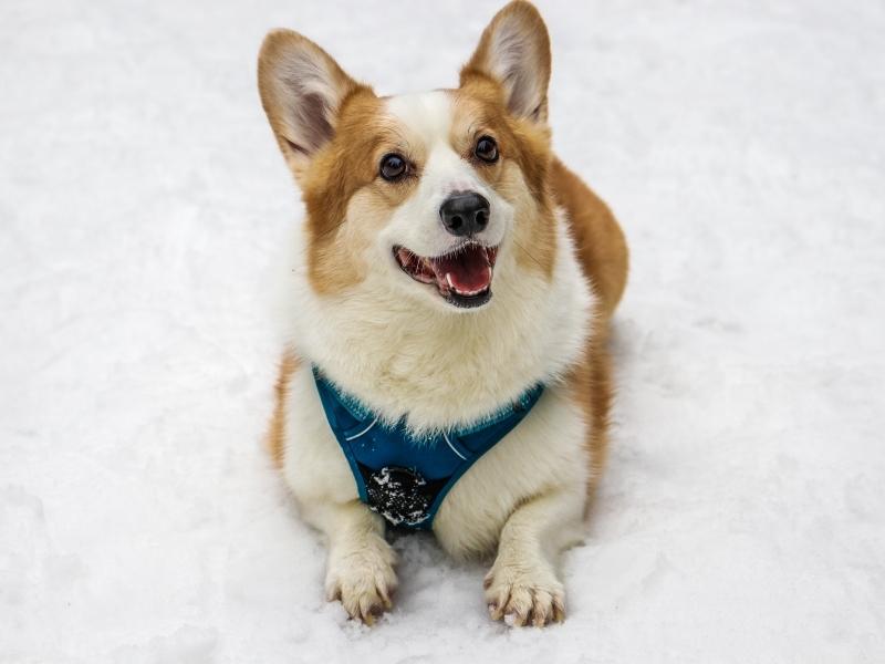 Corgi smiling