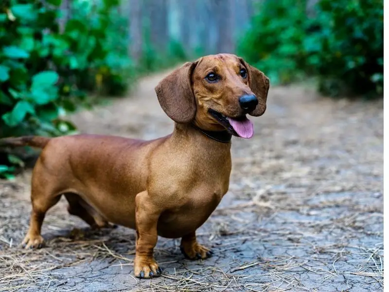 Dachshund