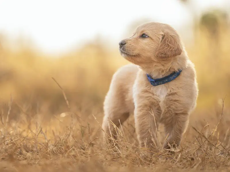 Golden Retriever Lab