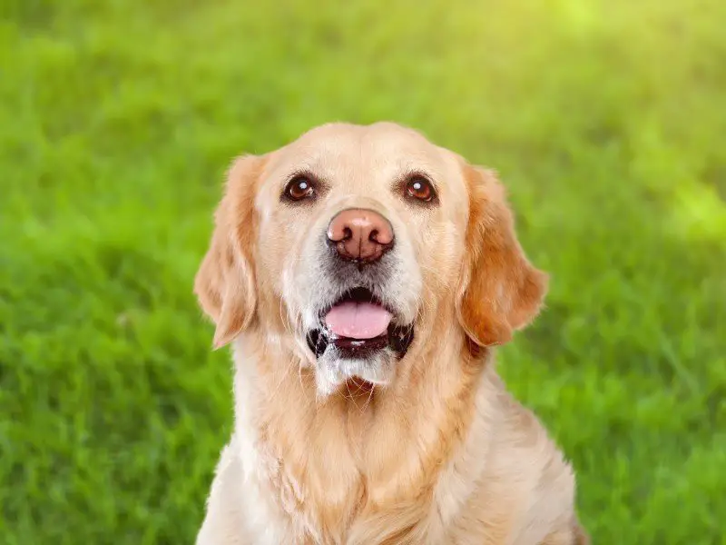 Golden Retriever Lab