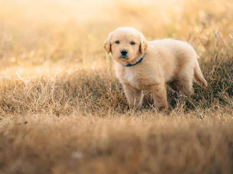 are golden labs good dogs