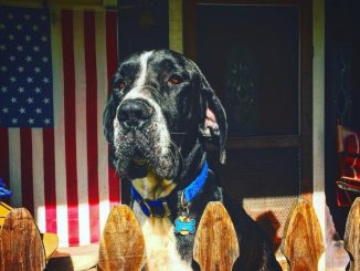 Great Dane Mastiff Mix