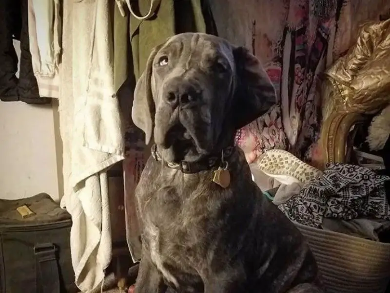 Great Dane Mastiff Mix appearance