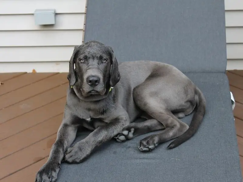 Great Dane Mastiff Mix personality