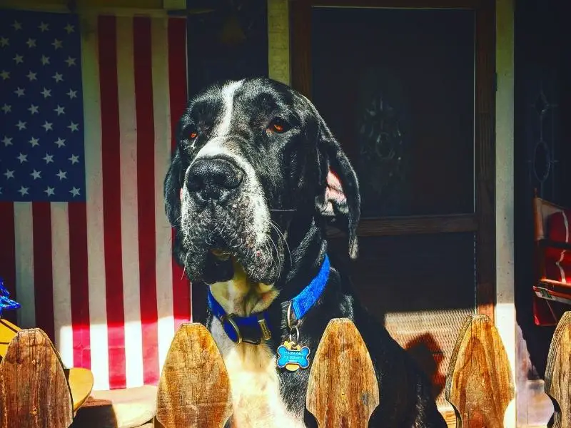 Great Dane Mastiff Mix