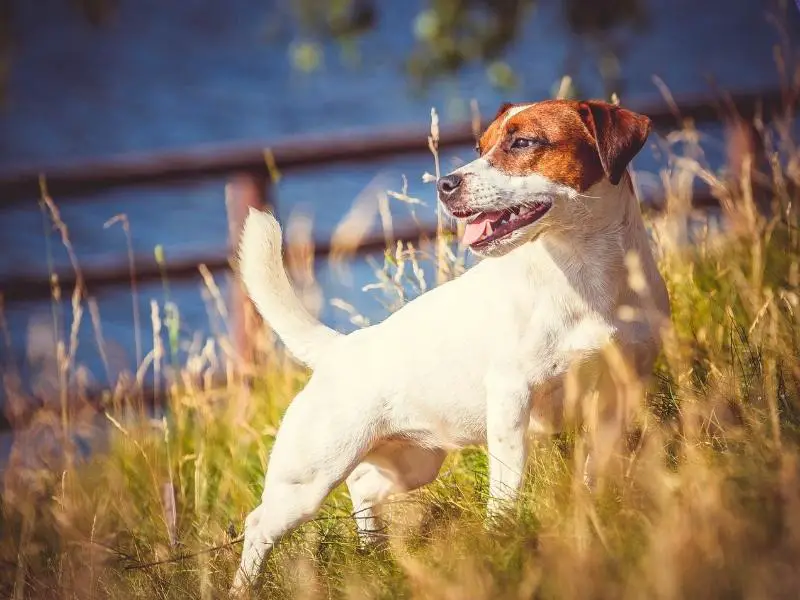 18 Jack Russell Terrier Mix Breeds