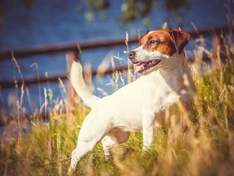 do jack russell terriers have short tails