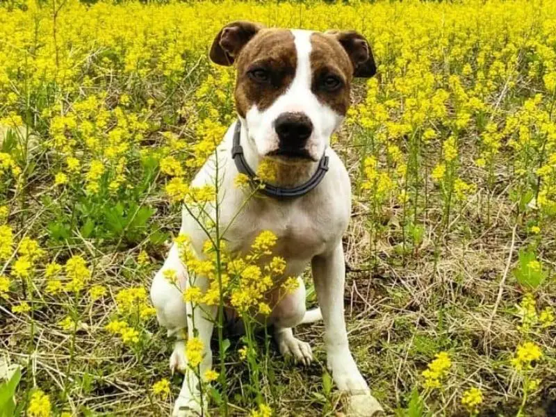 Pitrat Terrier