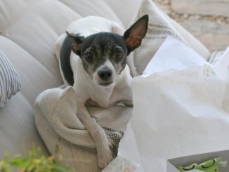 Rat Terrier Mix Breeds