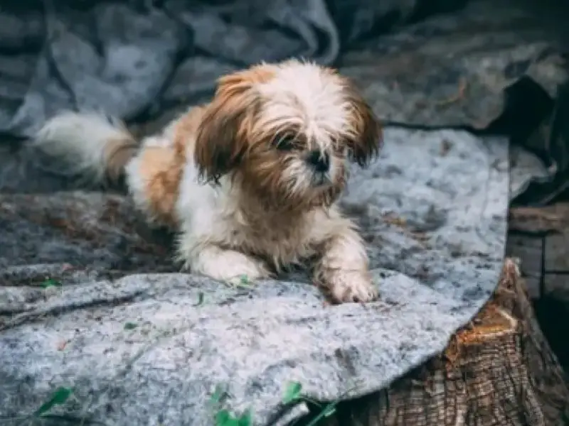 Ratshi Terrier