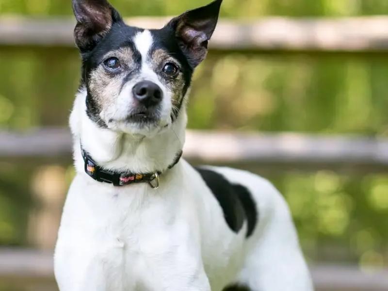 Ratshire Terrier