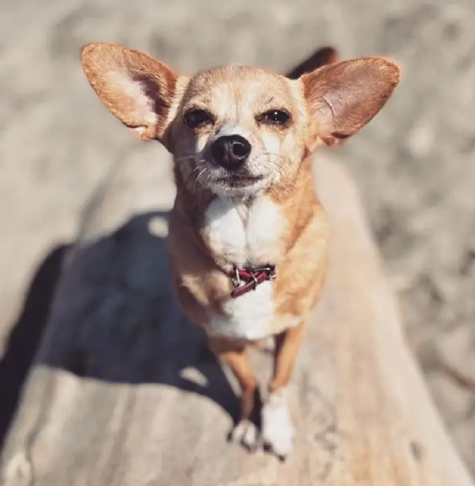 A chigi sitting on a log at the beach