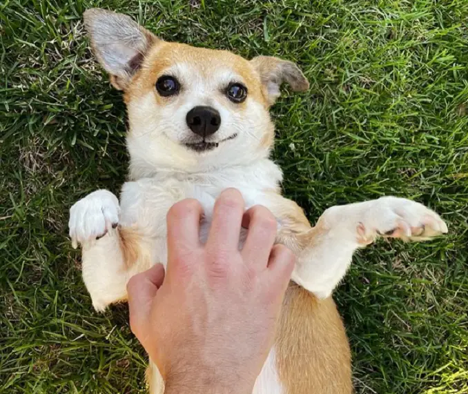 A chihuahua corgi mix on its back in a green field getting belly scratches