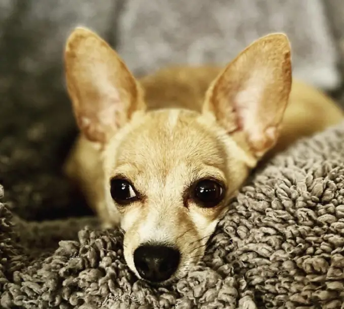 A chihua corgi mix lounging on a soft blanket