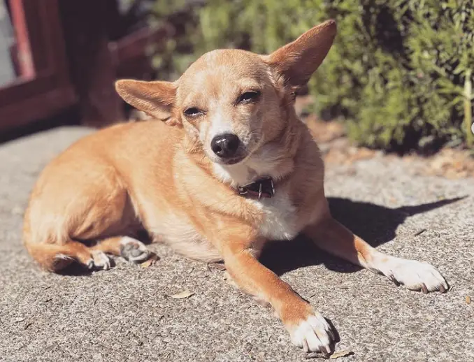 A chihuahua corgi mix basking in the sun