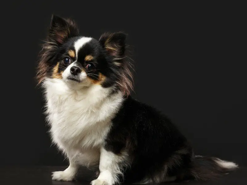 Papillon Chihuahua