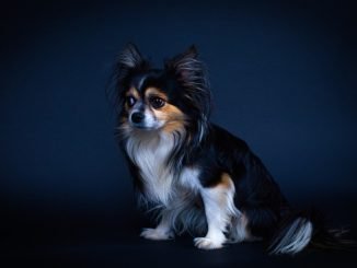 Papillon Chihuahua