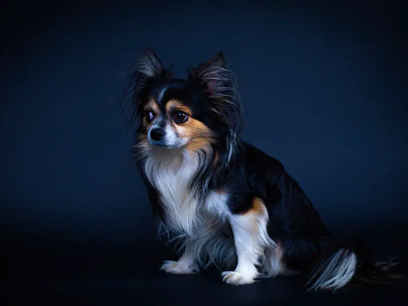 Monet grådig gå i stå Papillon Chihuahua Mix Breed Information, Traits, & Characteristics |  Perfect Dog Breeds