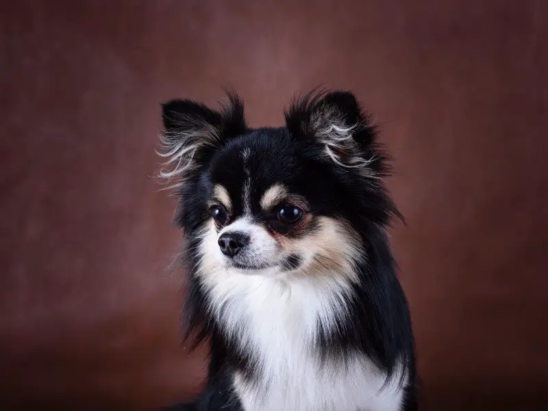 Papillon Chihuahua