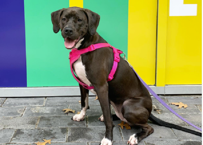 A great dane Lab mix wit h a pink harness against a colorful wall